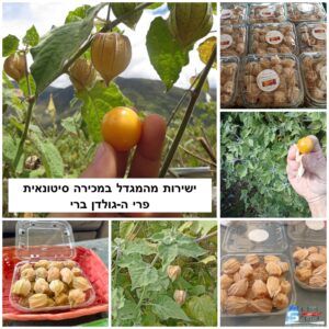 סטוק פרי גולדן ברי